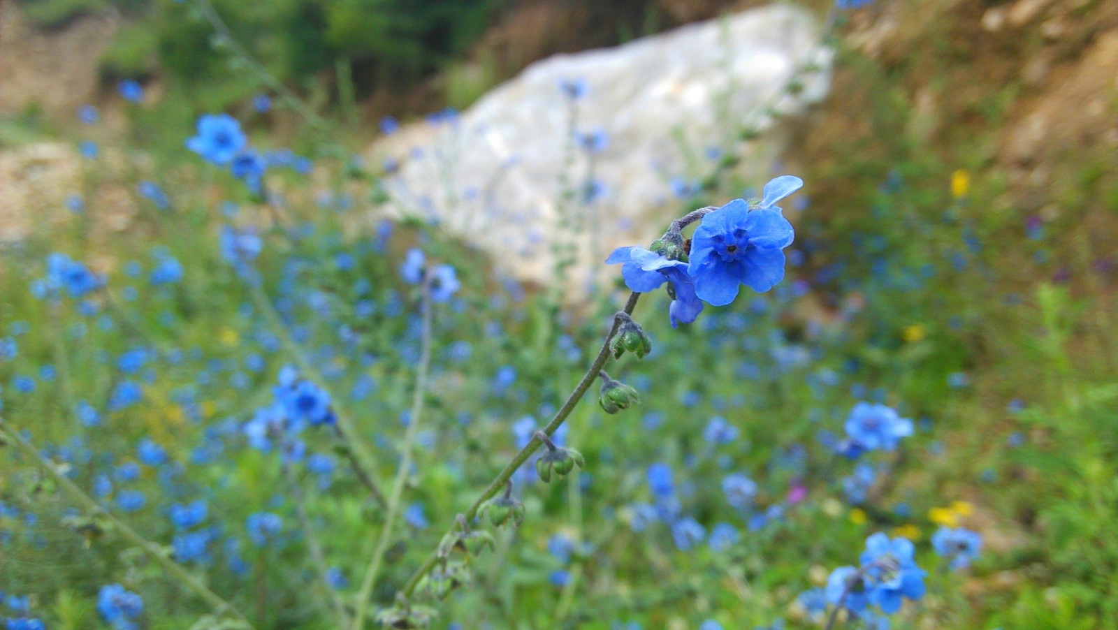 美丽的花儿，蓝色的，我喜欢