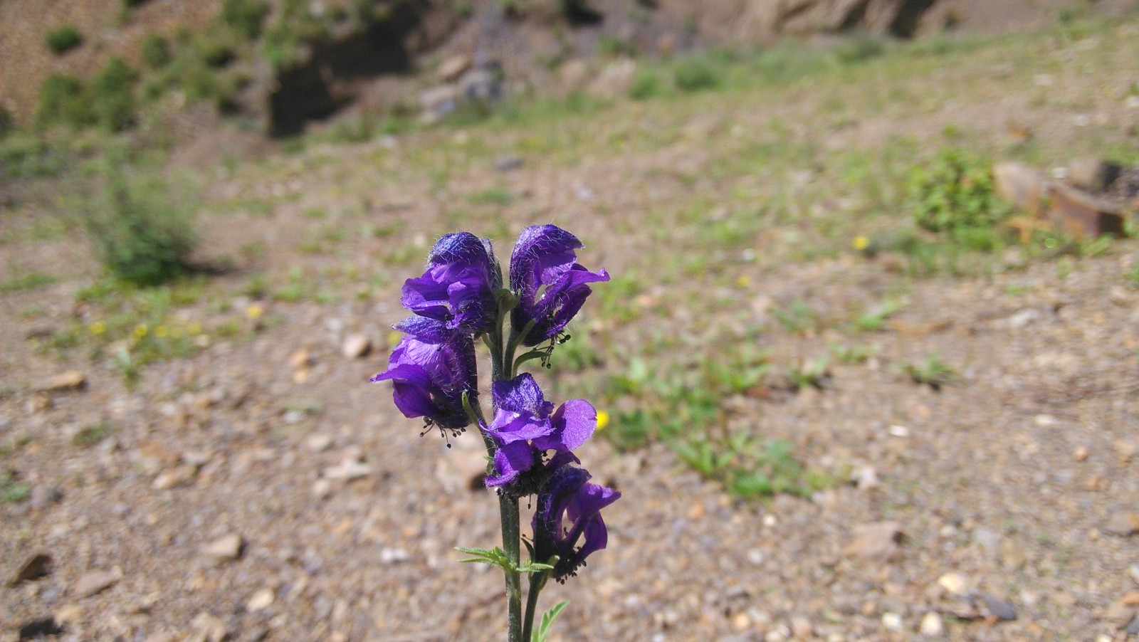 一朵紫色的花，独尊一地，颇显高贵
