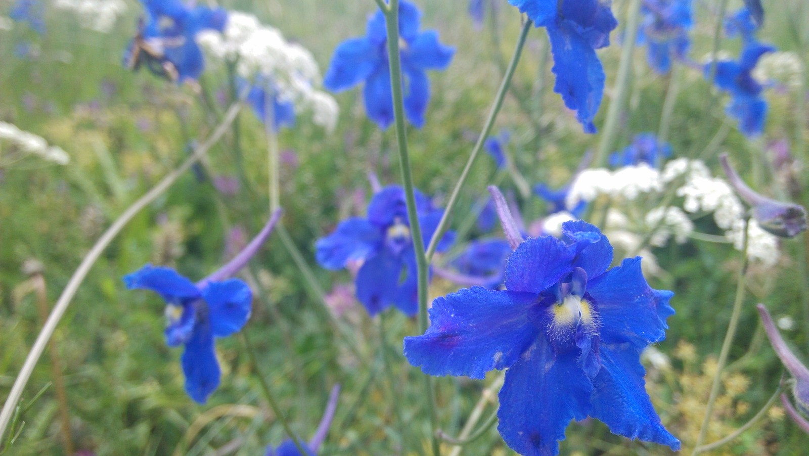蓝色的花儿
