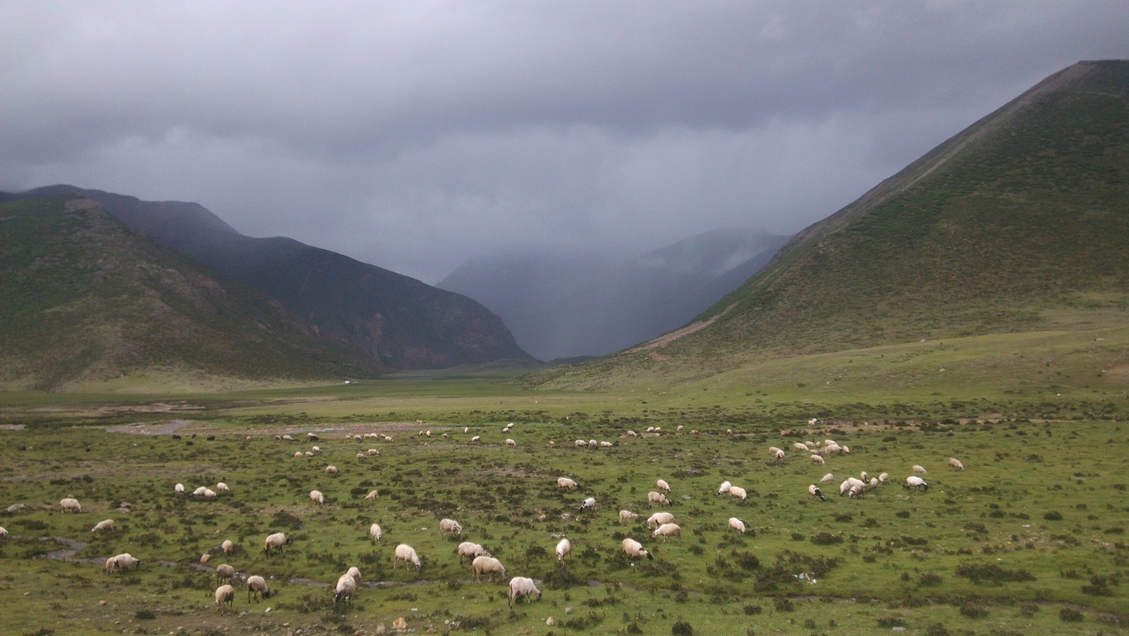 安久拉山顶的羊群