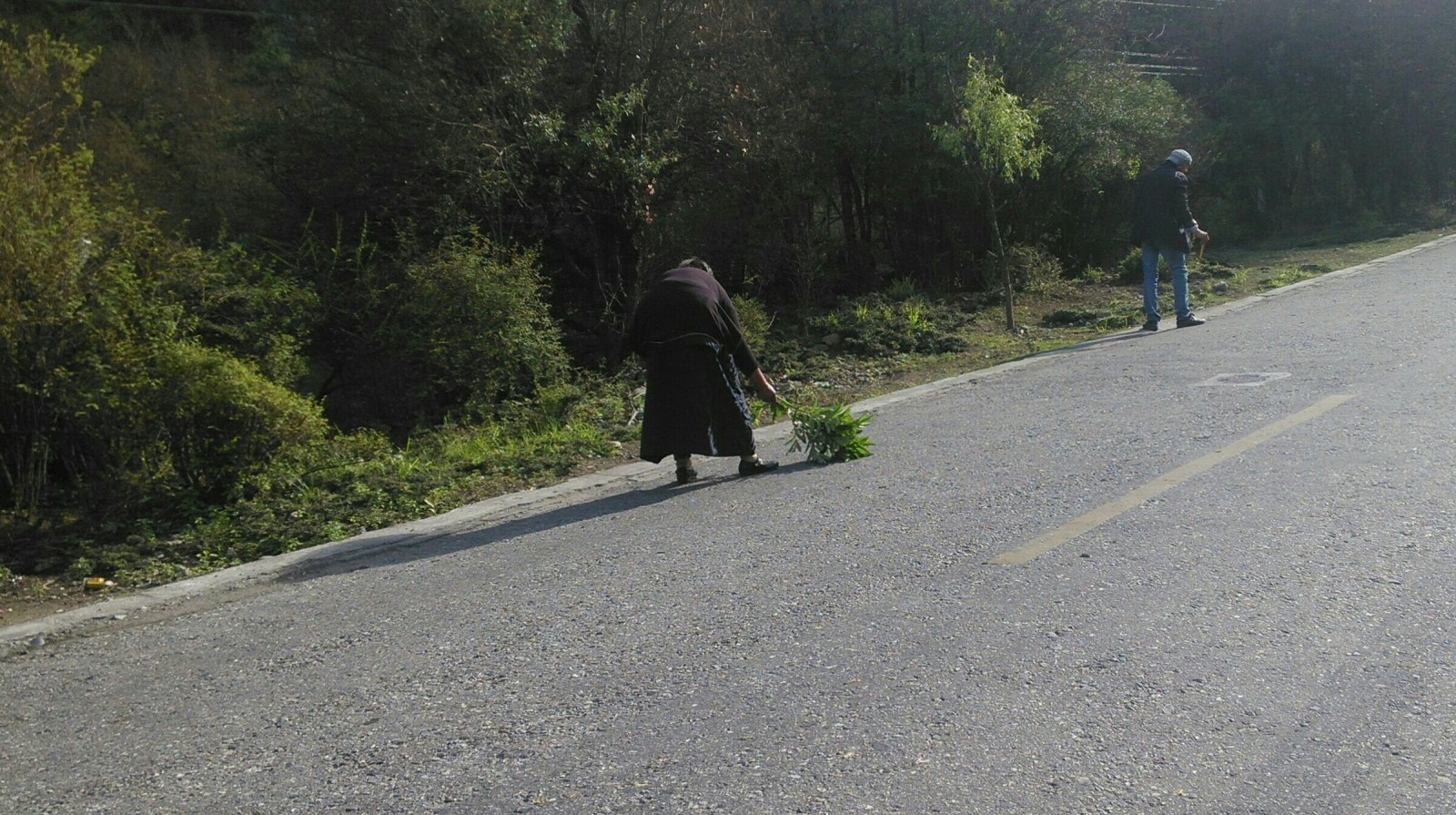 一位藏族老奶奶在用树枝扫虫子，免得他们被车碾死