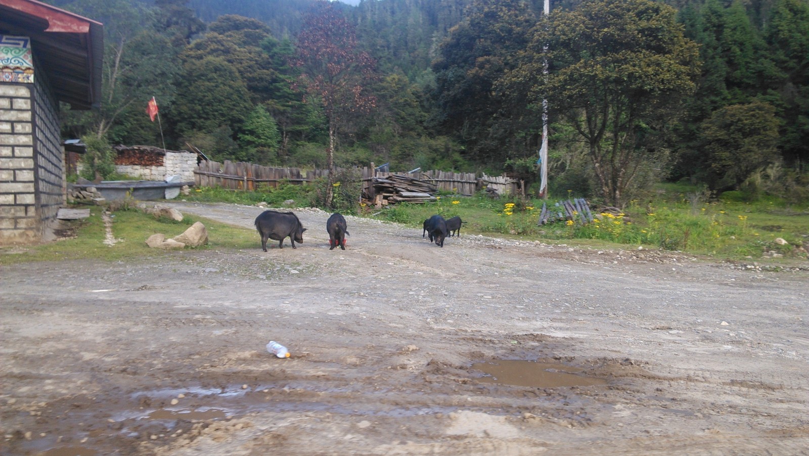 几头猪在路上散步